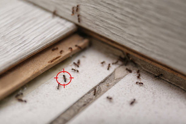 Best Ant Control Services  in Four Cners, OR