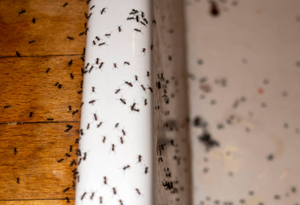 Best Cockroach Control Services  in Four Cners, OR