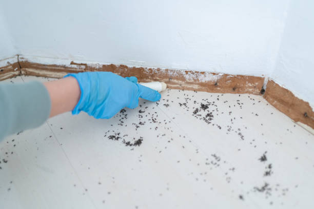 Best Affordable Pest Control Services  in Four Cners, OR