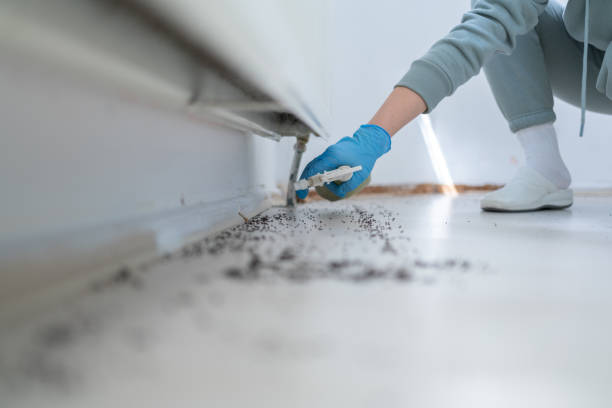 Best Wasp Removal Services  in Four Cners, OR